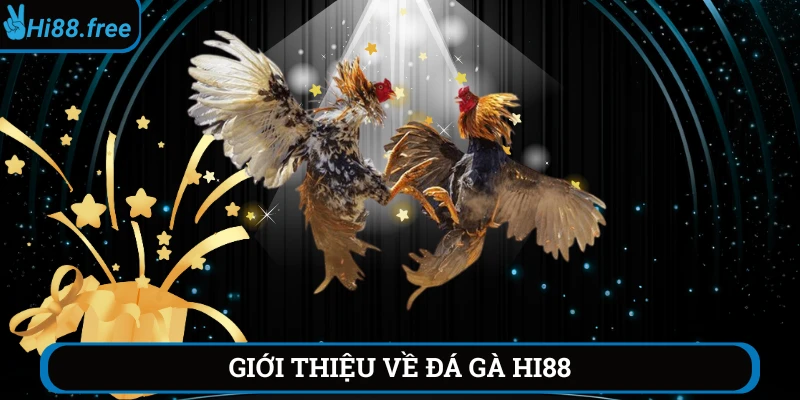 Giới thiệu về chuyên mục đá gà Hi88