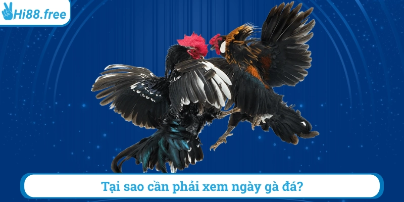 Tại sao cần phải xem ngày đá gà